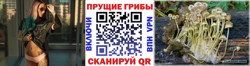 Галлюциногенные грибы Psilocybine cubensis  Купить  Назрань 